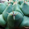 Thelocactus_ rinconensis _ 'phymatothelos'_ 03